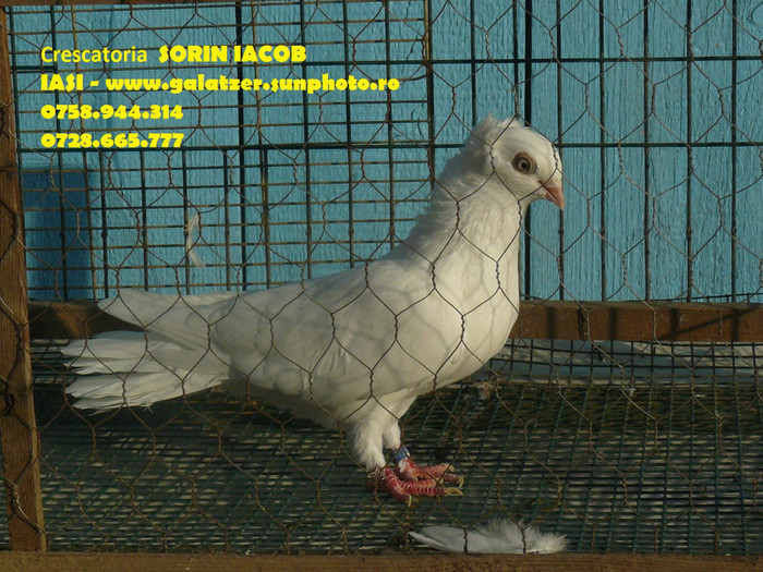 Alb cu ochi albi - Porumbeii mei din prezent- 01 octombrie 2012