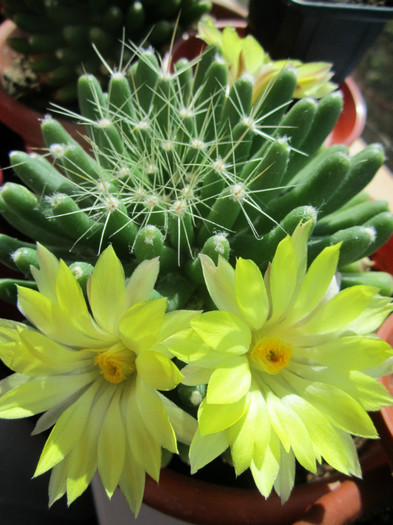 O ultima oferta ce mi-a fost daruita in acest an