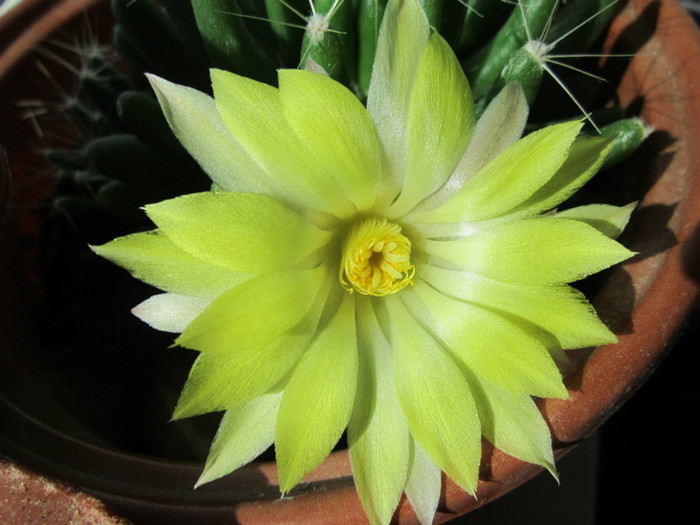 Mammillaria longimamma