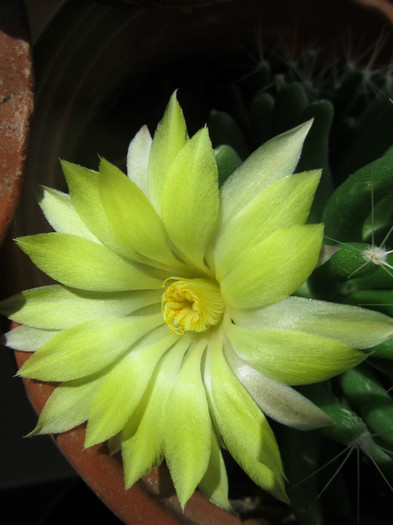 Mammillaria longimamma - cactusi - 2012