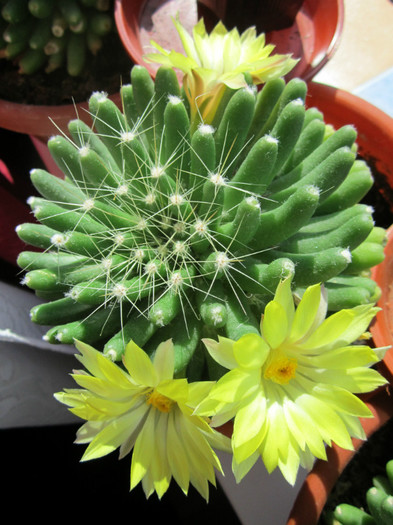 Mammillaria longimamma