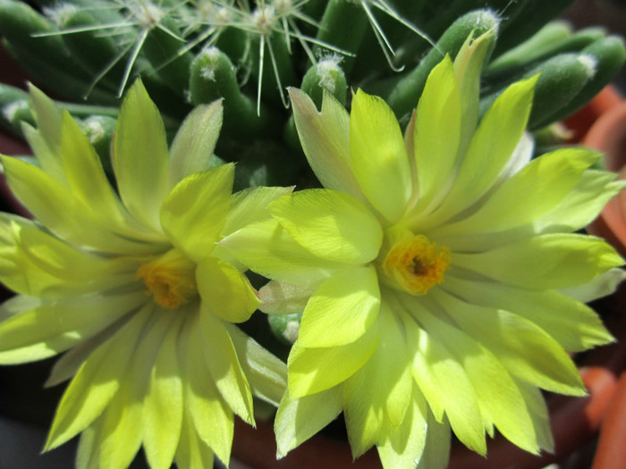 Mammillaria longimamma