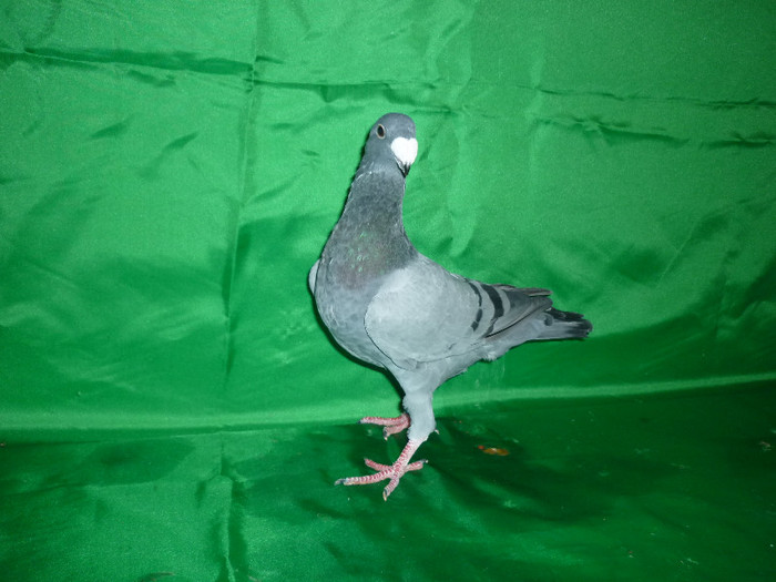 P1070316 - Voiajori Germani Poze