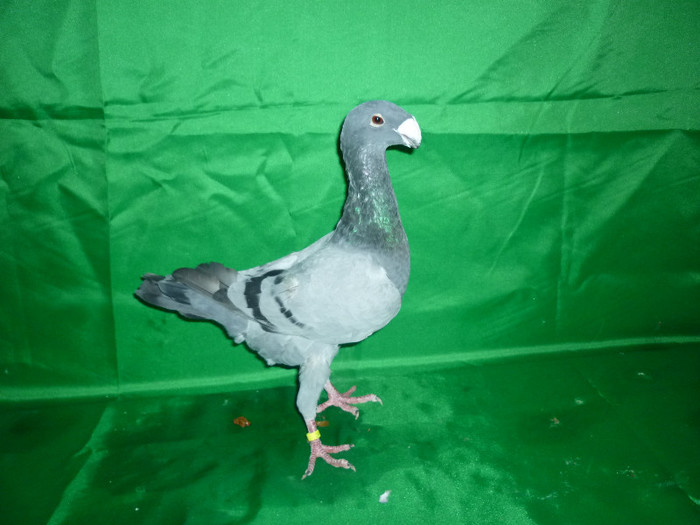 P1070339 - Voiajori Germani Poze