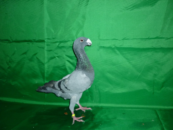 P1070342 - Voiajori Germani Poze