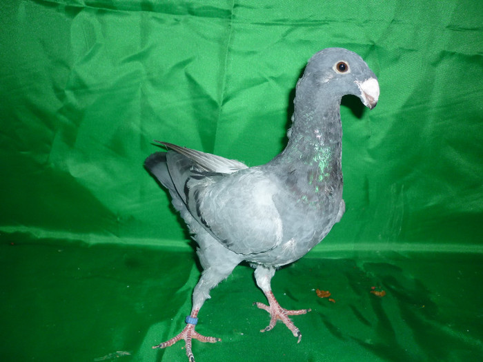 P1070363 - Voiajori Germani Poze