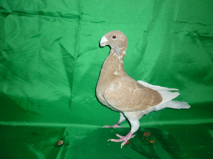 P1070388 - Voiajori Germani Poze