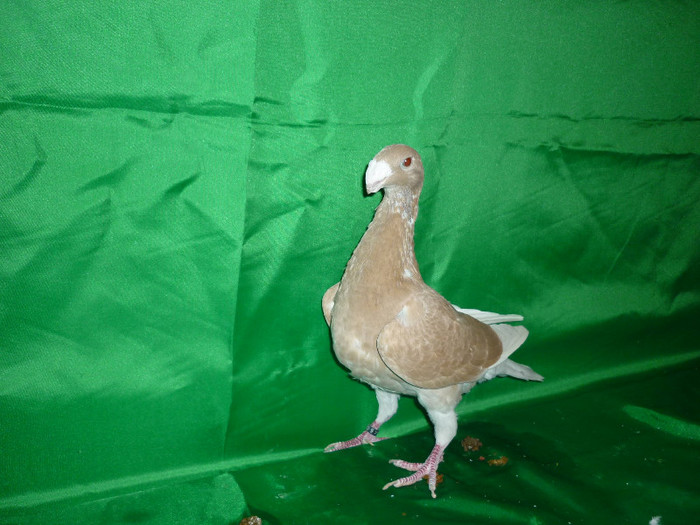 P1070391 - Voiajori Germani Poze