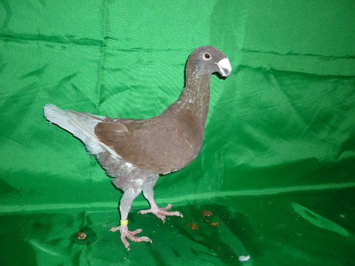 P1070410 - Voiajori Germani Poze