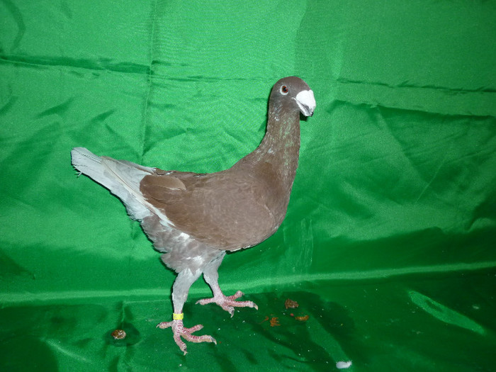 P1070407 - Voiajori Germani Poze