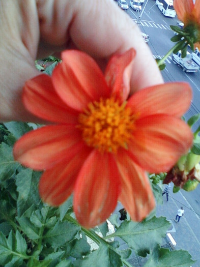dalie pitica portocalie - octombrie 2012-flori