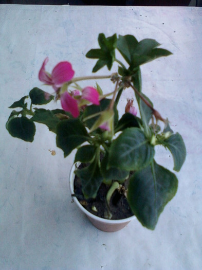 impatiens alb simplu - octombrie 2012-flori