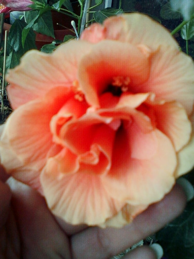1 oct 2012-flori 012 - hibiscus -1