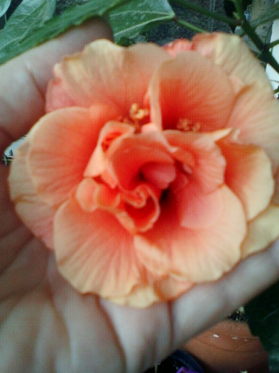 1 oct 2012-flori 020 - hibiscus -1