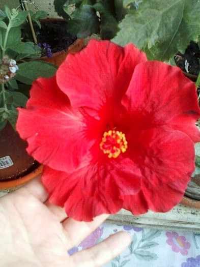 1 oct 2012-flori 019 - hibiscus -1