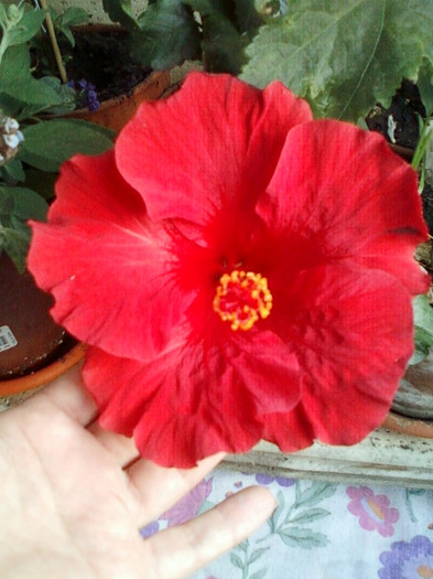 1 oct 2012-flori 023 - hibiscus -1