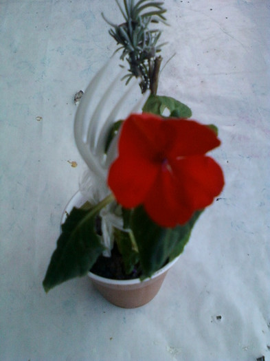 1 oct 2012-flori 039 - impatiens