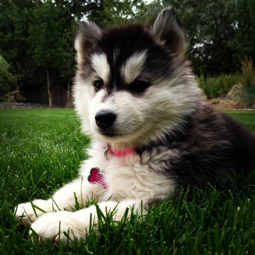 Stella From Kennewick, Washington, USA