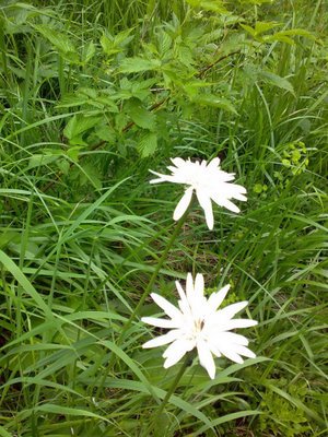 31 - Nu stiu (alta floare alba) si smeura - Love-Faith-Mistery