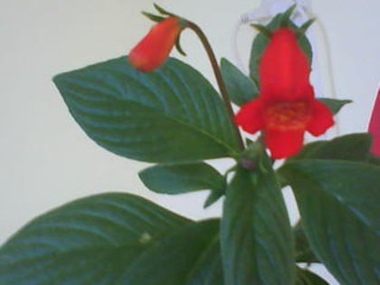  - Sinningia Bolivian Sumset