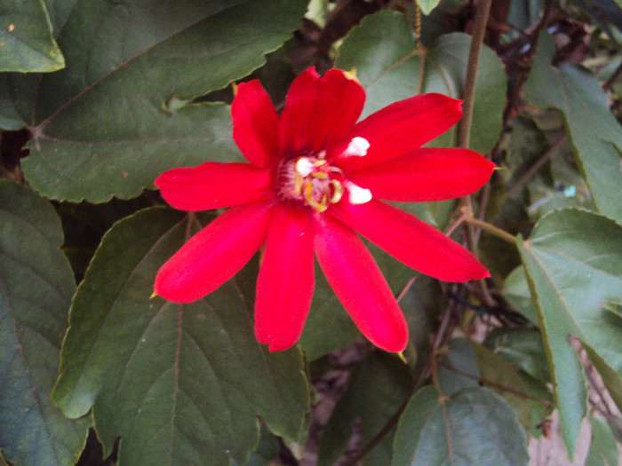 DSC00875 - Passiflora