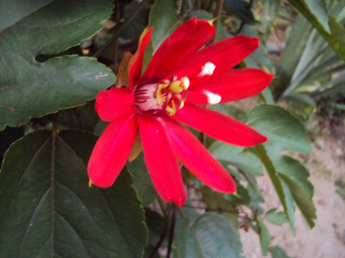 DSC00877 - Passiflora