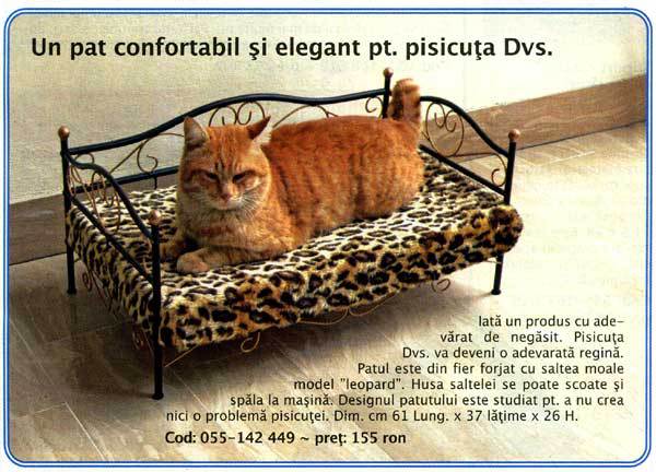 pat-pisici - Glume Cu Catelusii