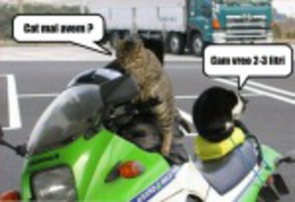poza-amuzanta-poze-amuzante-pisicile-se-plimba-cu-motorul-si-vor-sa-stie-cat-combustibil-mai-au-la-b - Glume Cu Catelusii