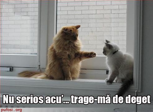 poze-amuzante-poza-amuzanta-pisica-vrea-sa-fie-trasa-de-un-deget