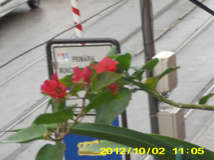 Picture 084