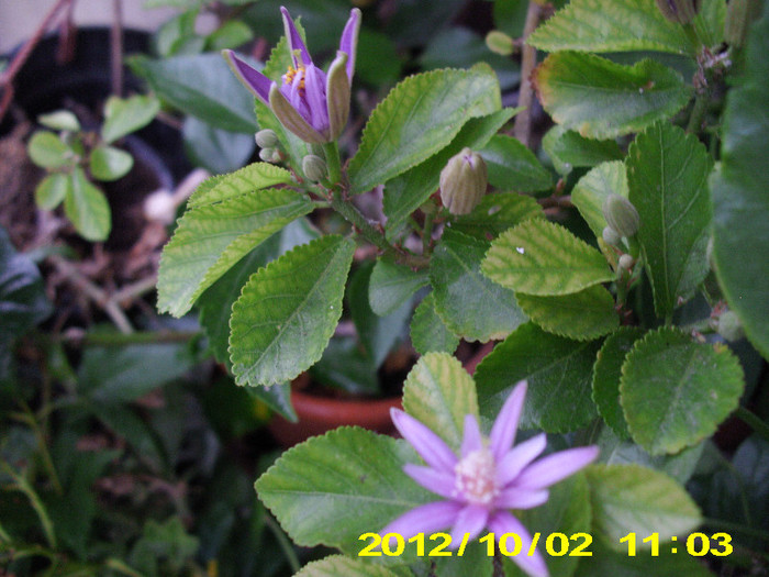 grewillea