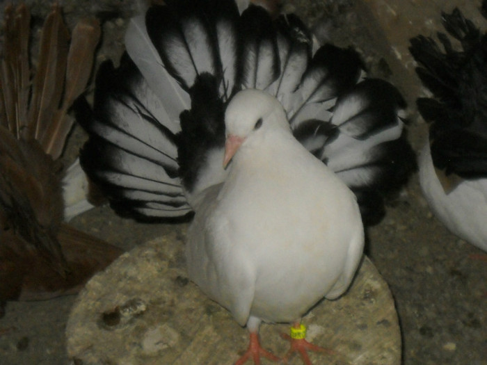 FORJATUL