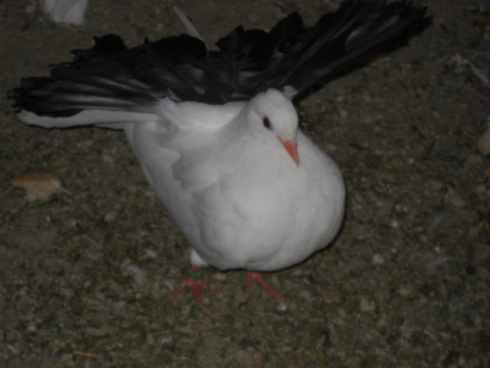 Picture 1581