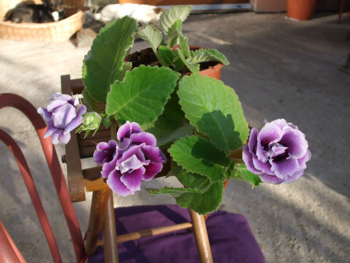 1 - Gloxinia