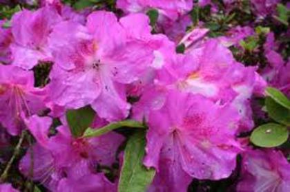  - 2012 RHODODENDRON