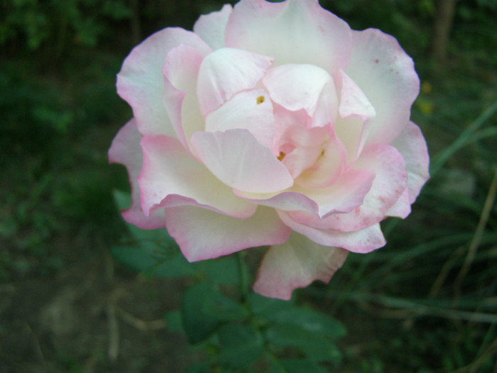 P1017671