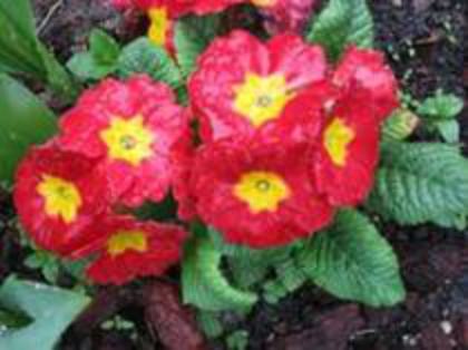 primula