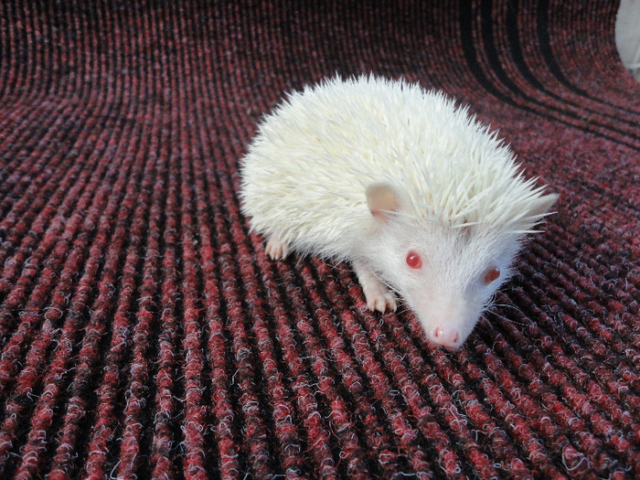 mascul_him1 - de vanzare