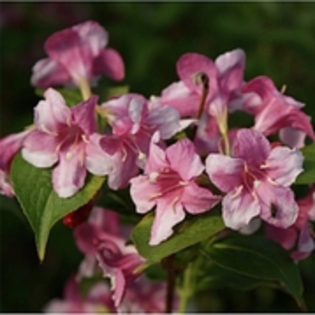 weigela rosea