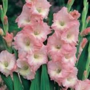 gladiole