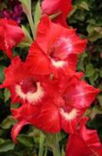 gladiole