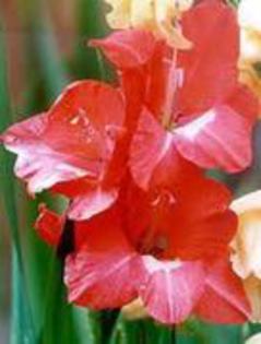 gladiole