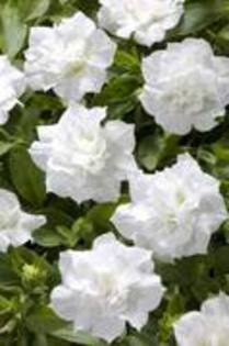 petunii cu flori duble