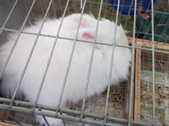 DSCF3679 - New Forest Show