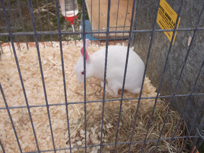 DSCF3683 - New Forest Show