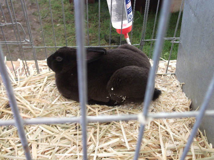 DSCF3684 - New Forest Show