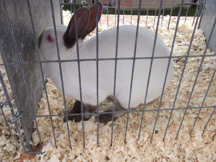DSCF3685 - New Forest Show