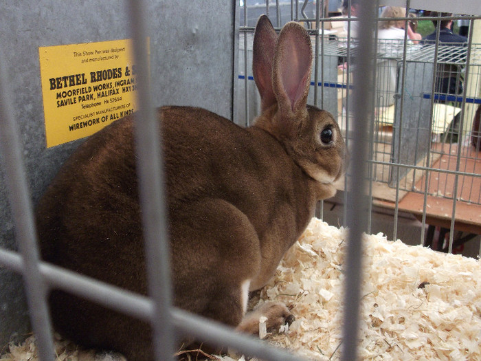 DSCF3686 - New Forest Show