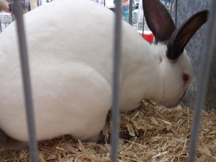 DSCF3687 - New Forest Show