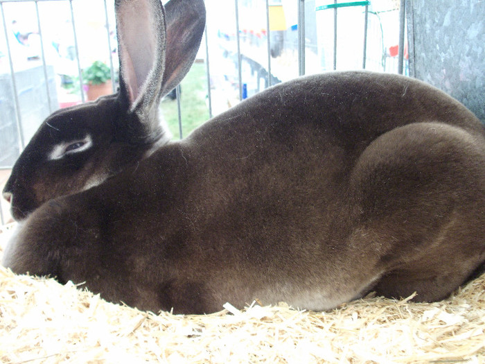 DSCF3690 - New Forest Show
